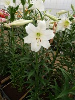 [4121 White Triumph VZ No01.JPG]